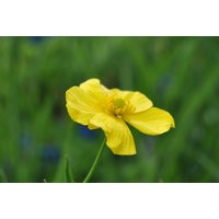 Kategorie <b>Produkt nicht gewünscht </b> - Ranunculus lingua ca. 9x9 cm Topf (Wuchs jahreszeitlich)