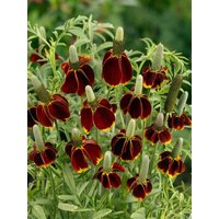 Kategorie <b>Produkt nicht gewünscht </b> - Ratibida columnifera f.pulcherrima ca. 11x11 cm Topf (Wuchs jahreszeitlich)