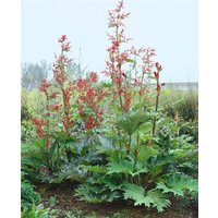 Kategorie <b>Produkt nicht gewünscht </b> - Rheum palmatum var.tanguticum ca. 11x11 cm Topf (Wuchs jahreszeitlich)
