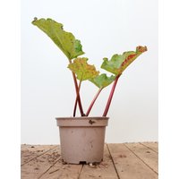 Kategorie <b>Produkt nicht gewünscht </b> - Rheum rhabarbarum 'Red Champagne' 2-3 Liter Container (Wuchs jahreszeitlich)