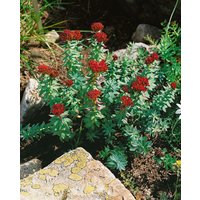 Kategorie <b>Produkt nicht gewünscht </b> - Rhodiola rosea ca. 9x9 cm Topf (Wuchs jahreszeitlich)