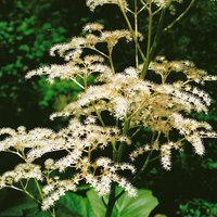 Kategorie <b>Produkt nicht gewünscht </b> - Rodgersia sambucifolia ca. 11x11 cm Topf (Wuchs jahreszeitlich)