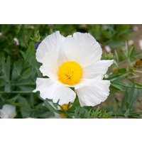 Kategorie <b>Produkt nicht gewünscht </b> - Romneya coulteri ca. 11x11 cm Topf (Wuchs jahreszeitlich)