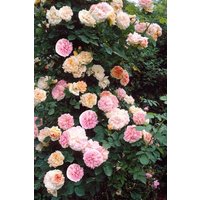 Kategorie <b>Produkt nicht gewünscht </b> - Rosa 'Alchymist' 5-7,5 Liter Container (Wuchs jahreszeitlich)