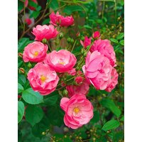 Kategorie <b>Produkt nicht gewünscht </b> - Rosa 'Angela' 5-7,5 Liter Container (Wuchs jahreszeitlich)