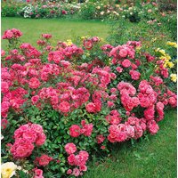 Kategorie <b>Produkt nicht gewünscht </b> - Rosa 'Bad Birnbach' 5-7,5 Liter Container (Wuchs jahreszeitlich)