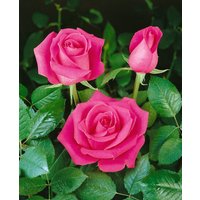 Kategorie <b>Produkt nicht gewünscht </b> - Rosa 'Ballerina' 5-7,5 Liter Container (Wuchs jahreszeitlich)