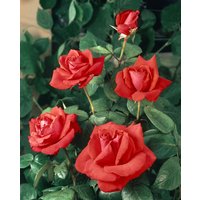 Kategorie <b>Produkt nicht gewünscht </b> - Rosa 'Christoph Columbus' 3-5 Liter Container (Wuchs jahreszeitlich)