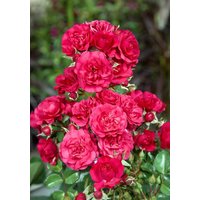 Kategorie <b>Produkt nicht gewünscht </b> - Rosa 'Gärtnerfreude' 5-7,5 Liter Container (Wuchs jahreszeitlich)