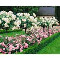 Kategorie <b>Produkt nicht gewünscht </b> - Rosa 'Happy Wanderer' 3-5 Liter Container (Wuchs jahreszeitlich)