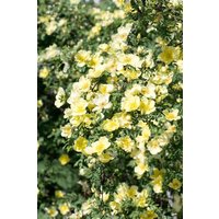 Kategorie <b>Rosen </b> - Rosa 'Hugonis' 5-7,5 Liter Container (Wuchs jahreszeitlich)