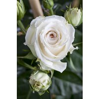 Kategorie <b>Produkt nicht gewünscht </b> - Rosa 'Kleopatra' 3-5 Liter Container (Wuchs jahreszeitlich)