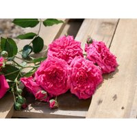 Kategorie <b>Produkt nicht gewünscht </b> - Rosa 'Laguna' 5-7,5 Liter Container (Wuchs jahreszeitlich)