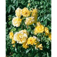 Kategorie <b>Produkt nicht gewünscht </b> - Rosa 'Lichtkönigin Lucia' 5-7,5 Liter Container (Wuchs jahreszeitlich)