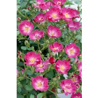 Kategorie <b>Produkt nicht gewünscht </b> - Rosa 'Lupo' 3-5 Liter Container (Wuchs jahreszeitlich)