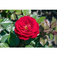 Kategorie <b>Produkt nicht gewünscht </b> - Rosa 'Mariandel' 3-5 Liter Container (Wuchs jahreszeitlich)