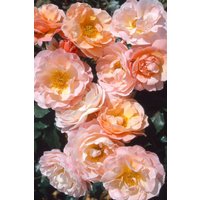 Kategorie <b>Produkt nicht gewünscht </b> - Rosa 'Marie Curie' 5-7,5 Liter Container (Wuchs jahreszeitlich)