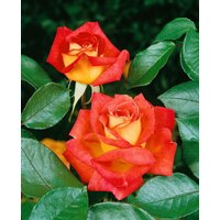 Kategorie <b>Produkt nicht gewünscht </b> - Rosa 'Monica' 3-5 Liter Container (Wuchs jahreszeitlich)