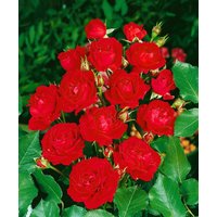 Kategorie <b>Produkt nicht gewünscht </b> - Rosa 'Nina Weibull' 3-5 Liter Container (Wuchs jahreszeitlich)