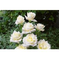 Kategorie <b>Produkt nicht gewünscht </b> - Rosa 'Polarstern' 3-5 Liter Container (Wuchs jahreszeitlich)