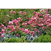 Kategorie <b>Produkt nicht gewünscht </b> - Rosa 'Pomponella' 5-7,5 Liter Container (Wuchs jahreszeitlich)