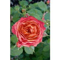 Kategorie <b>Produkt nicht gewünscht </b> - Rosa 'Queen of Hearts' 5-7,5 Liter Container (Wuchs jahreszeitlich)