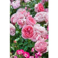 Kategorie <b>Produkt nicht gewünscht </b> - Rosa 'Rosenfee' 5-7,5 Liter Container (Wuchs jahreszeitlich)