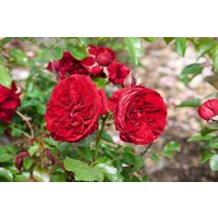 Kategorie <b>Produkt nicht gewünscht </b> - Rosa 'Rotkäppchen' 5-7,5 Liter Container (Wuchs jahreszeitlich)