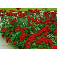 Kategorie <b>Produkt nicht gewünscht </b> - Rosa 'Rubina' 3-5 Liter Container (Wuchs jahreszeitlich)