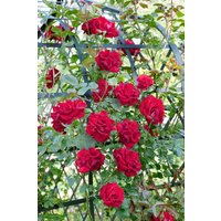 Kategorie <b>Produkt nicht gewünscht </b> - Rosa 'Santana' 5-7,5 Liter Container (Wuchs jahreszeitlich)