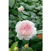 Kategorie <b>Produkt nicht gewünscht </b> - Rosa 'Sebastian Kneipp' 5-7,5 Liter Container (Wuchs jahreszeitlich)