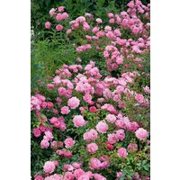 Kategorie <b>Produkt nicht gewünscht </b> - Rosa 'Sommerwind' 3-5 Liter Container (Wuchs jahreszeitlich)
