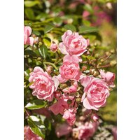 Kategorie <b>Produkt nicht gewünscht </b> - Rosa 'The Fairy' 40-60 cm