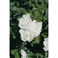 Kategorie <b>Produkt nicht gewünscht </b> - Rosa 'White Meidiland' 5-7,5 Liter Container (Wuchs jahreszeitlich)