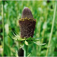 Kategorie <b>Produkt nicht gewünscht </b> - Rudbeckia occidentalis 'Green Wizard' ca. 9x9 cm Topf (Wuchs jahreszeitlich)
