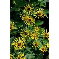Kategorie <b>Produkt nicht gewünscht </b> - Rudbeckia subtomentosa 'Henry Eilers' ca. 11x11 cm Topf (Wuchs jahreszeitlich)