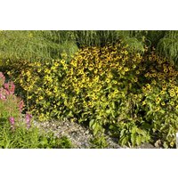 Kategorie <b>Stauden </b> - Rudbeckia triloba ca. 9x9 cm Topf (Wuchs jahreszeitlich)