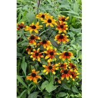 Stauden - Rudbeckia triloba 'Prairie Glow' ca. 11x11 cm Topf (Wuchs jahreszeitlich)