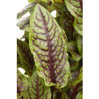 Kategorie <b>Produkt nicht gewünscht </b> - Rumex sanguineus ca. 9x9 cm Topf (Wuchs jahreszeitlich)