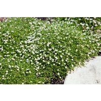 Kategorie <b>Produkt nicht gewünscht </b> - Sagina subulata ca. 9x9 cm Topf (Wuchs jahreszeitlich)