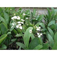 Kategorie <b>Produkt nicht gewünscht </b> - Sagittaria graminea ca. 9x9 cm Topf (Wuchs jahreszeitlich)