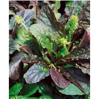 Kategorie <b>Stauden </b> - Salvia lyrata 'Purple Knockout' ca. 9x9 cm Topf (Wuchs jahreszeitlich)