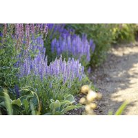 Kategorie <b>Produkt nicht gewünscht </b> - Salvia nemorosa 'Amethyst' ca. 9x9 cm Topf (Wuchs jahreszeitlich)
