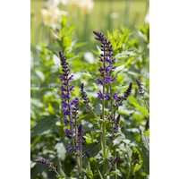 Kategorie <b>Stauden </b> - Salvia nemorosa 'Mainacht' 2-3 Liter Container (Wuchs jahreszeitlich)
