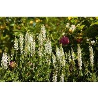 Kategorie <b>Produkt nicht gewünscht </b> - Salvia nemorosa 'Schneehügel' ca. 9x9 cm Topf (Wuchs jahreszeitlich)