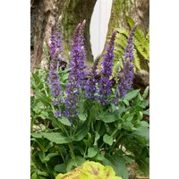 Kategorie <b>Stauden </b> - Salvia nemorosa 'Sensation Sky Blue' -R- ca. 9x9 cm Topf (Wuchs jahreszeitlich)