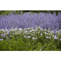 Kategorie <b>Produkt nicht gewünscht </b> - Salvia nemorosa 'Tänzerin' 2-3 Liter Container (Wuchs jahreszeitlich)