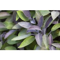 Kategorie <b>Produkt nicht gewünscht </b> - Salvia officinalis 'Berggarten' ca. 9x9 cm Topf (Wuchs jahreszeitlich)