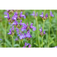 Kategorie <b>Produkt nicht gewünscht </b> - Salvia officinalis 'Grete Stölzle' ca. 9x9 cm Topf (Wuchs jahreszeitlich)