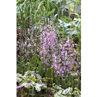 Kategorie <b>Produkt nicht gewünscht </b> - Salvia pratensis 'Rhapsody in Blue' -R- ca. 9x9 cm Topf (Wuchs jahreszeitlich)